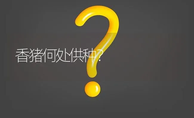 香猪何处供种? | 养殖问题解答
