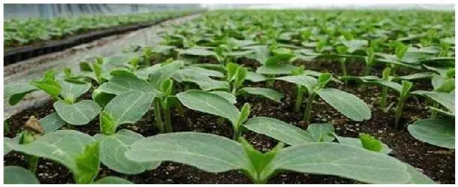 植物栽培技术 | 三农问答
