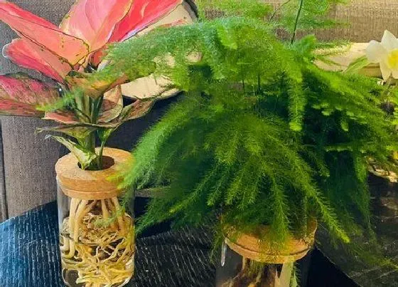 植物常识问题|文竹养护过程中需要注意些什么