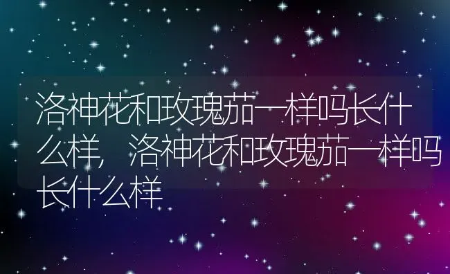 洛神花和玫瑰茄一样吗长什么样,洛神花和玫瑰茄一样吗长什么样 | 养殖常见问题