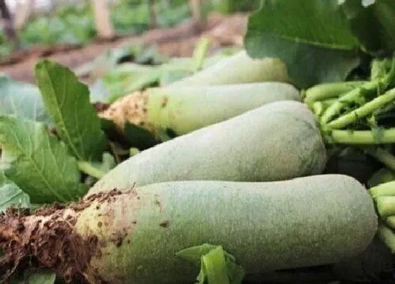 植物常识问题|北方青萝卜什么时候种植最好 几月份种好