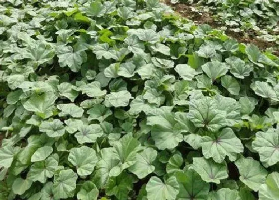 植物常识问题|马蹄菜的功效与作用及食用方法