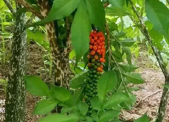 植物常识问题|喜阴蔬菜有哪些 哪些品种蔬菜喜阴不喜阳