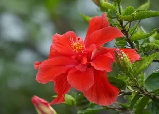 植物常识问题|如何养护让扶桑花开花更大