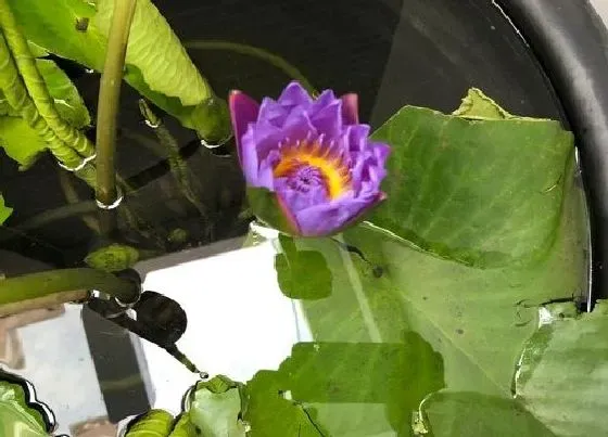 植物常识问题|碗莲养护有哪些指标