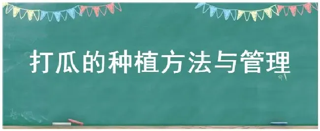 打瓜的种植方法与管理 | 农业答疑