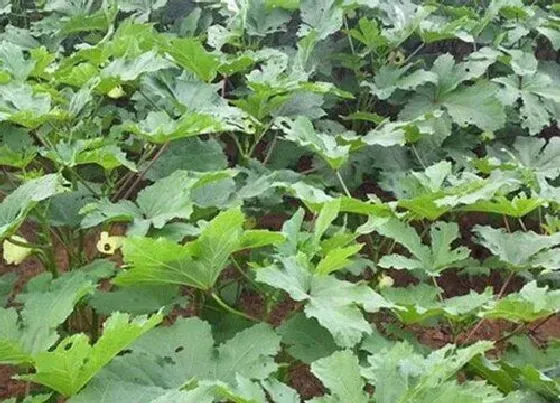 植物常识问题|秋葵种植时间及技术要点（秋葵什么时候栽种最佳）