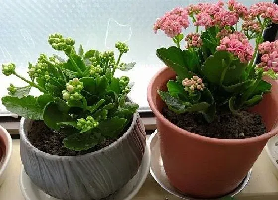 植物常识问题|买回来的长寿花如何养活