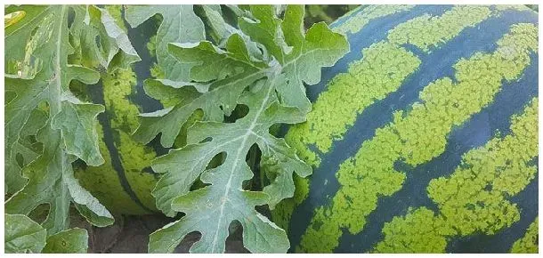 大田西瓜种植密度 | 生活常识