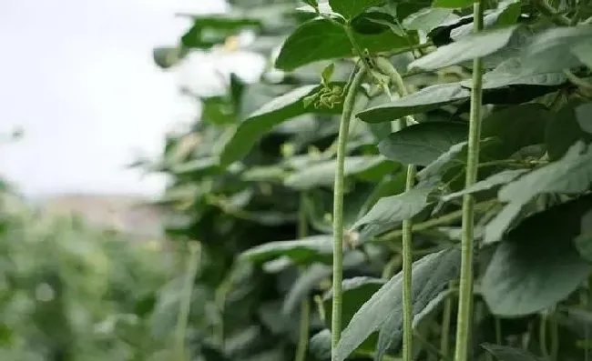 植物常识问题|豇豆能不能重茬种植（豇豆连续种植注意事项）