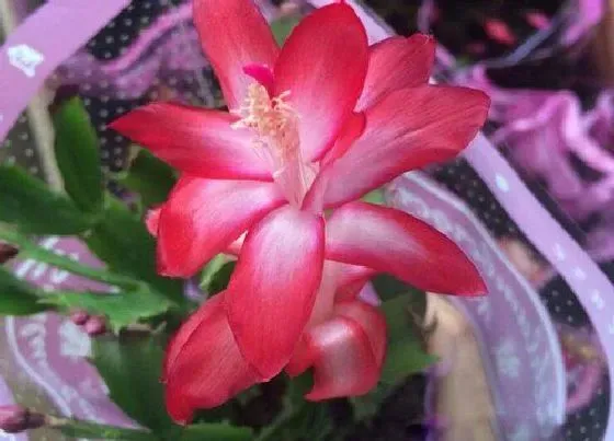 植物常识问题|用什么水浇灌蟹爪兰叶片就肥厚