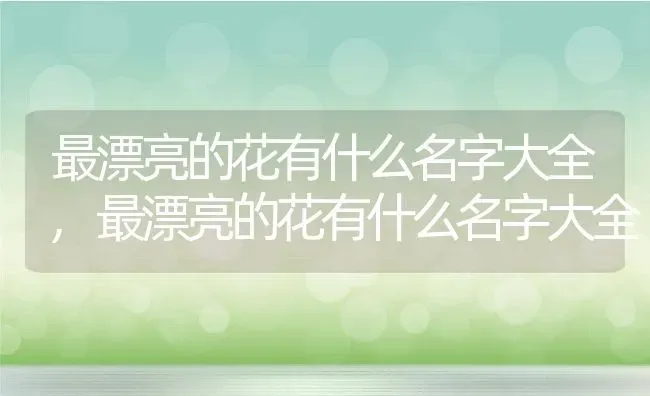 最漂亮的花有什么名字大全,最漂亮的花有什么名字大全 | 养殖常见问题