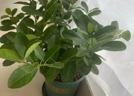 植物常识问题|盆栽柠檬树为什么要给它进行控水控肥