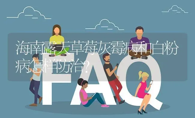 海南露天草莓灰霉病和白粉病怎样防治? | 养殖问题解答