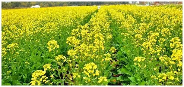 油菜越冬期的田间管理 | 农业答疑