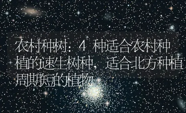 农村种树:4种适合农村种植的速生树种,适合北方种植周期短的植物 | 养殖常见问题