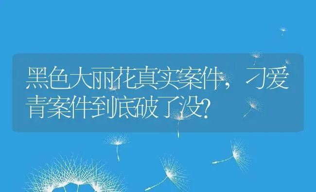 黑色大丽花真实案件,刁爱青案件到底破了没？ | 养殖常见问题