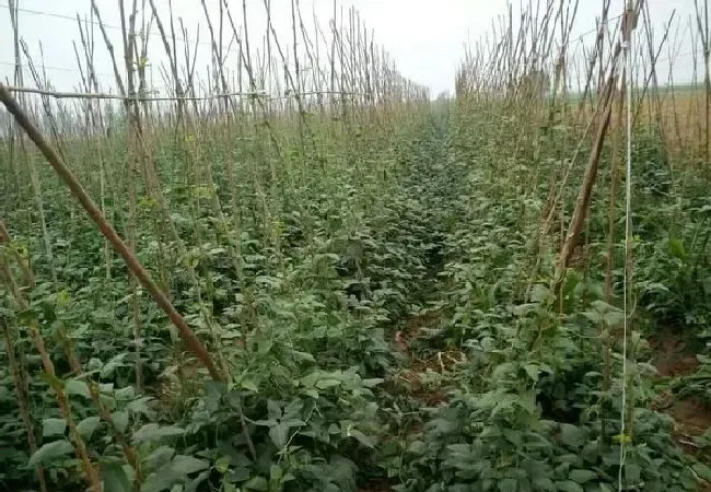 植物常识问题|豇豆能不能重茬种植（豇豆连续种植注意事项）