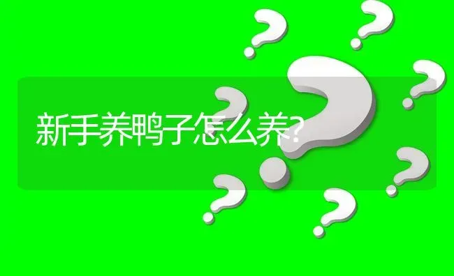 新手养鸭子怎么养? | 养殖问题解答