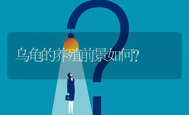 乌龟的养殖前景如何? | 养殖问题解答