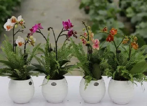 植物常识问题|防治兰花叶片焦尖都有哪些小技巧