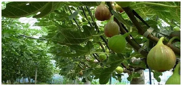 无花果种植技术与管理 | 生活常识