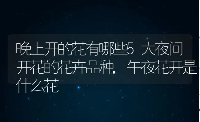 晚上开的花有哪些5大夜间开花的花卉品种,午夜花开是什么花 | 养殖常见问题