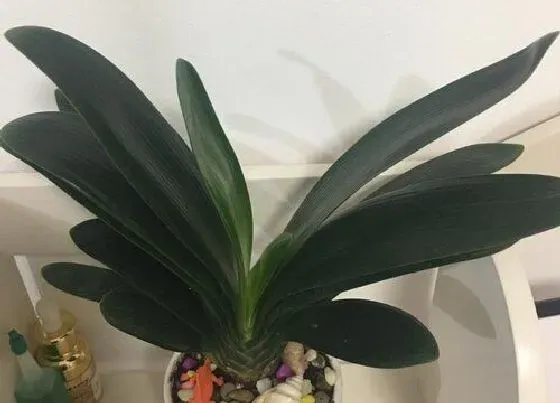 植物常识问题|脱盆后君子兰一个月不栽种状态如何