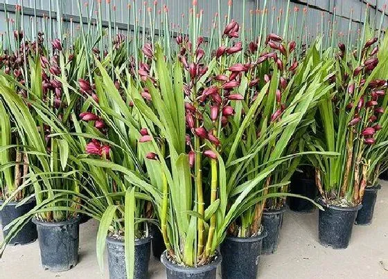 植物常识问题|兰花如何养护出好状态