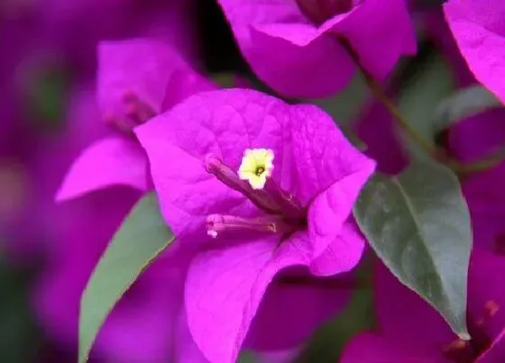 植物常识问题|三角梅花期后如何养护复花快