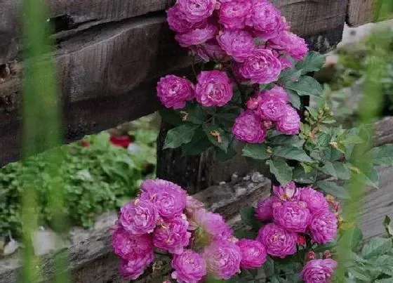 植物常识问题|月季叶片不停掉落该怎么解决