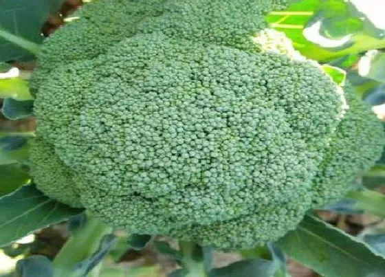 植物常识问题|不需要打农药的蔬菜有哪些（哪些蔬菜水果不使用催熟剂 ）