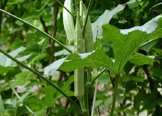 植物常识问题|秋葵种植时间及技术要点（秋葵什么时候栽种最佳）