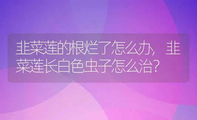 韭菜莲的根烂了怎么办,韭菜莲长白色虫子怎么治？ | 养殖常见问题