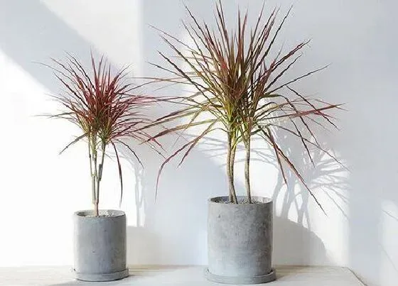 植物常识问题|龙血树开花象征着什么 龙血树开花结果的寓意