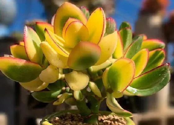 植物常识问题|玉树枝条和叶片突然发软是什么原因