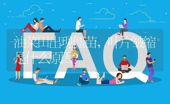 油菜田出现僵苗,叶片皱缩是什么原因? | 养殖问题解答