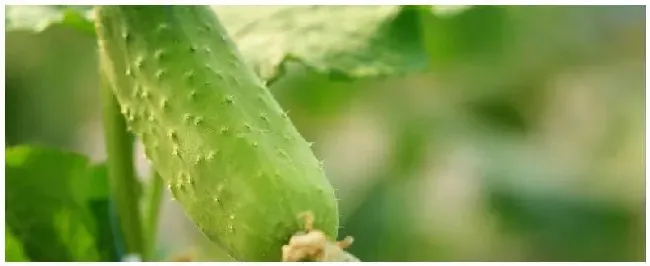 黄瓜苗移栽注意什么 | 科普知识