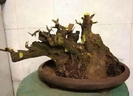 植物常识问题|如何根据根系颜色判断花卉有啥毛病