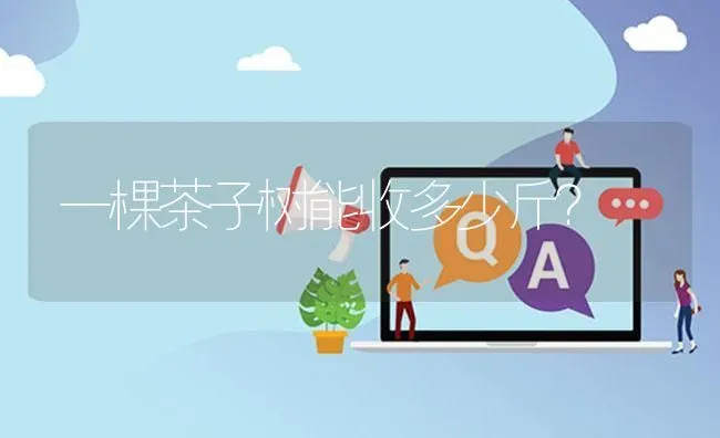一棵茶子树能收多少斤? | 养殖问题解答