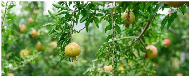 石榴的种植方法 | 农业问题