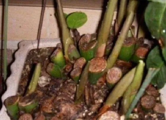 植物常识问题|如何根据根系颜色判断花卉有啥毛病