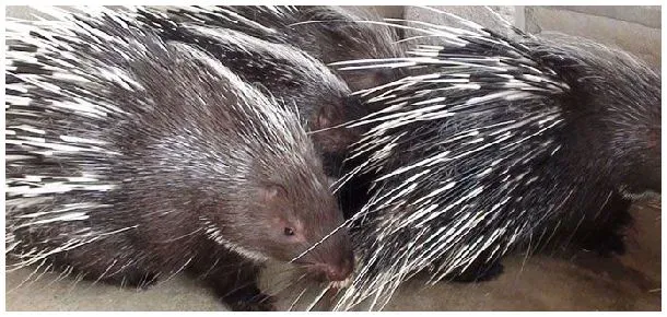 豪猪有几个品种 | 农业常识