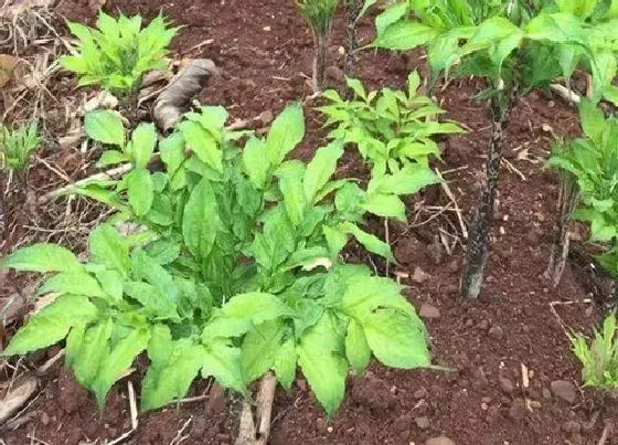 植物常识问题|喜阴蔬菜有哪些 哪些品种蔬菜喜阴不喜阳