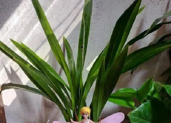 植物常识问题|如何区分兰花是“退草”还是“腐草”