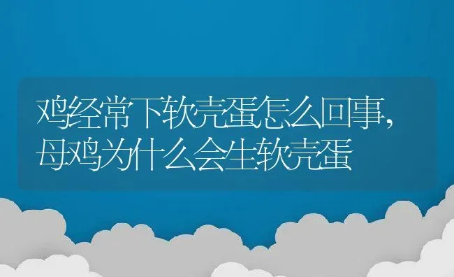 鸡经常下软壳蛋怎么回事,母鸡为什么会生软壳蛋 | 养殖常见问题