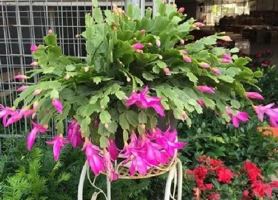植物常识问题|用什么水浇灌蟹爪兰叶片就肥厚