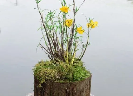 植物常识问题|石斛如何养护照样芽多花多