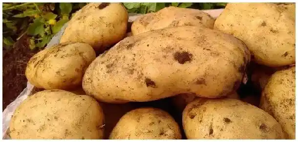 土豆种植多久可以收获 | 三农答疑