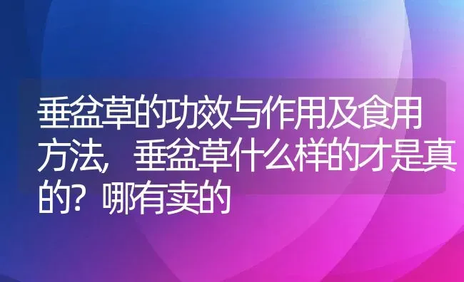 垂盆草的功效与作用及食用方法,垂盆草什么样的才是真的？哪有卖的 | 养殖常见问题